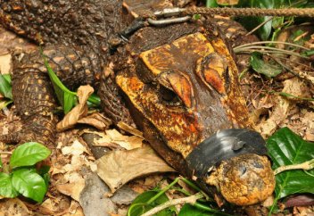 Биологи: на наших глазах рождается вид оранжевых карликовых пещерных крокодилов (фото+видео)