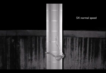 Жыланның жылжуы... (фото+видео)