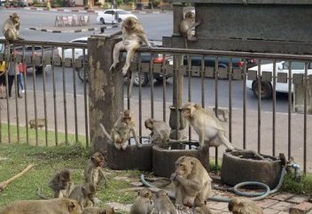 Тайландтың тұтас бір қаласын маймылдар жаулап алған (видео)