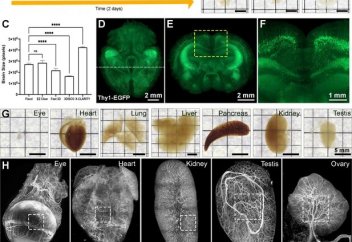 Зерттелетін тірі ағзаларды мөлдір етудің жылдам және оңай әдісі табылды (видео)