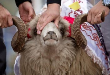 Шариғи жолмен сойылған мал етінің бір артықшылығы...