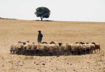 Марокко стимулирует экспорт баранины из ЕС на фоне роста спроса на племенной скот
