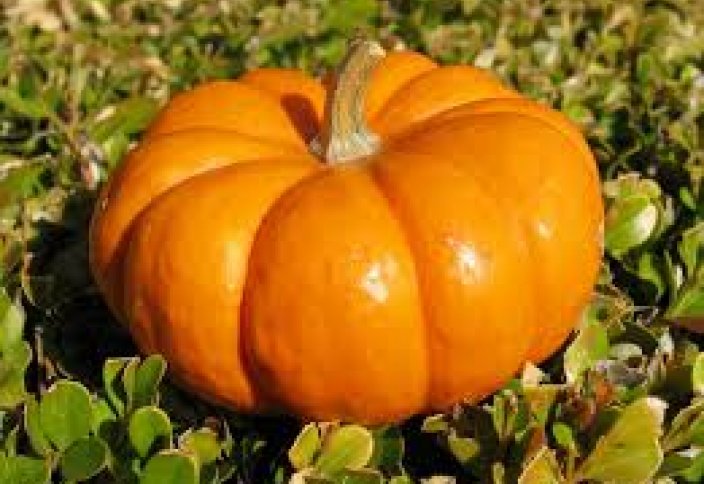 Асқабақ жасаруға көмектеседі...