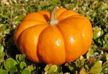 Асқабақ жасаруға көмектеседі...