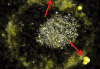 Мыс істеп шығаратын бактерия табылды