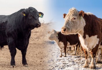 Акбас vs Ангус: плюсы и минусы пород. Почему акбасы идеальны для казахской степи