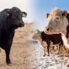 Акбас vs Ангус: плюсы и минусы пород. Почему акбасы идеальны для казахской степи