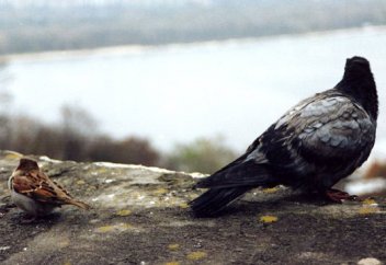 Из-за того что мой муж худой и низкий, я думаю о разводе…