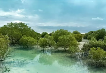​В Абу-Даби высадили 850 тысяч мангровых деревьев
