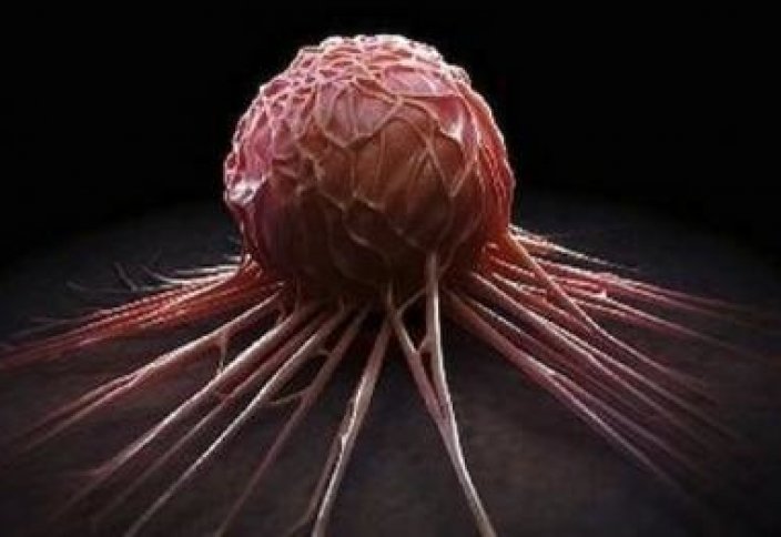 Работы нобелевских лауреатов помогут в борьбе с онкологией, считает ученый. Раковые клетки как отдельный вид животных
