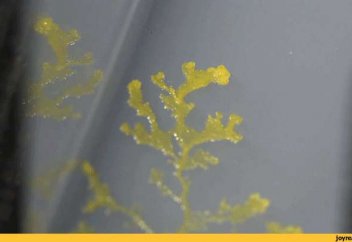 Бүгін құпия тамшы көрсетіледі (видео)