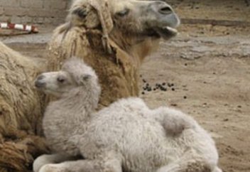 Оймақтай ой....