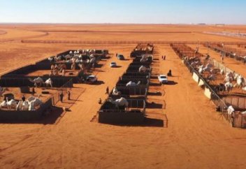 Отель для верблюдов открыли в Саудовской Аравии