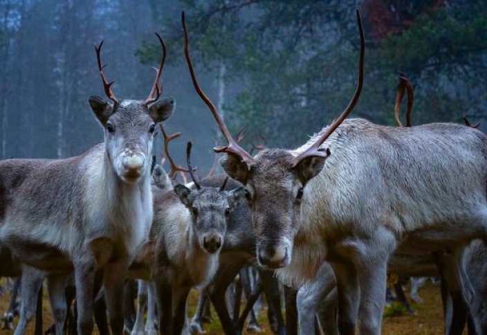 Саамские оленеводы в Швеции столкнулись с культурным коллапсом на фоне угроз добыче полезных ископаемых и климата