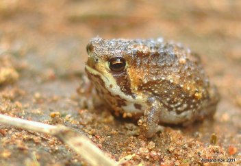 Шерлі бақа (фото+видео)