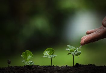 Что говорил Посланник Аллаха (мир ему!) об охране лесов?