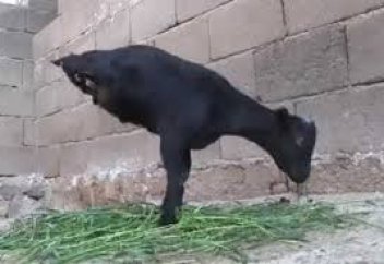 Жануарлар әлемі: Қытайдан екі аяқты лақ табылды (видео)