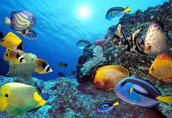 2050 жылға дейін дүниежүзілік мұхитта бірде-бір балық қалмайды