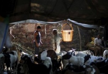 Сиыры заңмен қорғалып, адамы тепкінің астында қалған ел