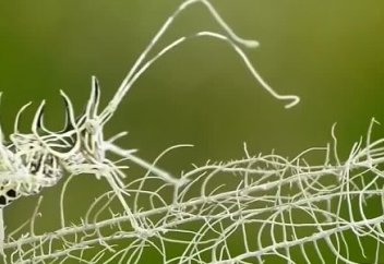 "Тірі әруақ" таспаға тартылып қалды (видео)