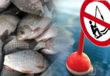 Ертісте балық аулауға тыйым салады