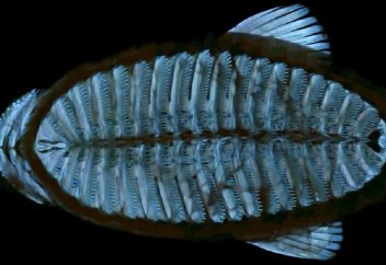 Липучий робот будет шпионить за обитателями океана, путешествуя на них самих (фото+видео)