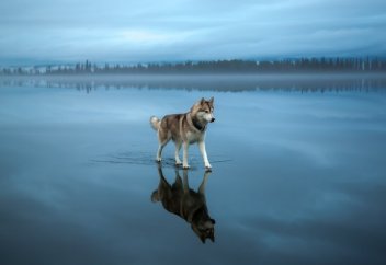 Фотошопсыз-ақ көз тартарлық суреттер...
