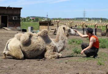 Ел іші: Түйеге екпе шығарылды