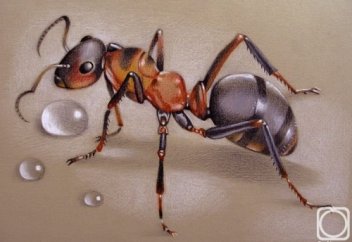 Ибраһим пайғамбар және құмырсқа