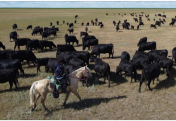 Чабанам снизят пенсионный возраст в Казахстане