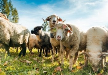 Практические советы: как выбрать барана для Курбан-байрама