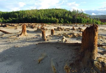 Соңғы 15 жылда әлемдегі орман-тоғай аумағы 100 млн гектарға азайған