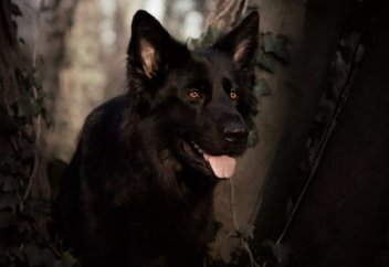 Как избавиться от шайтана? | Ислам Sound