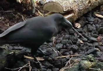 Жануарлар әлемі: Шыбық тістеп ағаш тесігінен құрт-құмырсқа шығаратын қарғалар (видео)