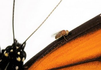 Тіршілік иесін генетикалық тұрғыдан жобалауға жол ашатын тәжірибе нәтижесі сәтті шықты