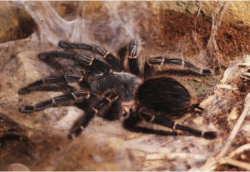 Өрмекші уы таяу болашақта жансыздандыратын дәріге айналуы мүмкін