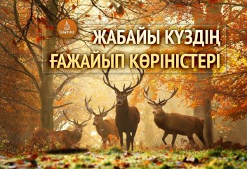Жабайы күздің ғажайып көріністері