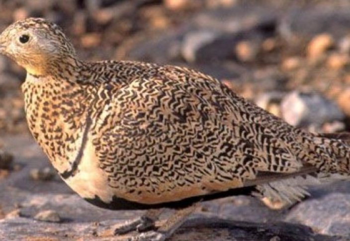 Гражданин Саудовской Аравии оштрафован за охоту на редких птиц в Жамбылской области