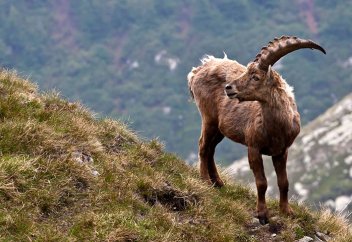 16 Удивительных Фактов О Животных, Которых Вы Не Знали