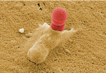 Искусственный интеллект нашёл новый антибиотик. Искусственный интеллект поможет фермерам в борьбе с паразитами