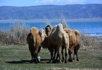 Ойсылқара түйсігі