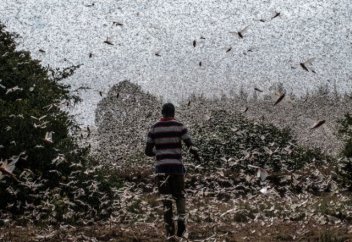 Шегірткеден келген шығынның орнын шеріткеден тапқан пайдамен толтыру тәсіліне көшкен ел