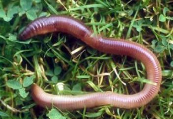 Жер құрты – қаржының көзі