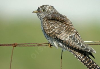 "Көкек өз атын шақырады"