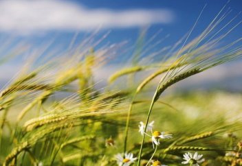 Жел­дің ұрықтандыру қыз­ме­ті