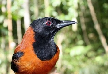 Питоху - Единственная ядовитая птица в Мире