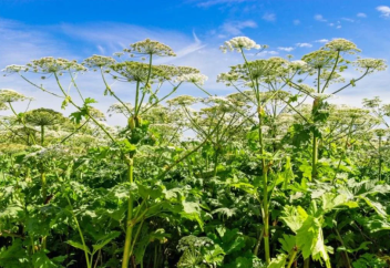 Көрші мемлекет өсімдіктердің «шетелдік агенттерін» елге әкелген фермерлерге айыппұл салады