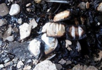 Израиль радикалдары Палестинадағы мешітті өртеп жіберді