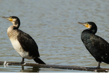 Павлодарлық суқұзғындар күніне 5 тонна балық жейді