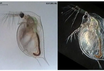 Ғалымдар бүргелерді ағынды суларды қауіпті химиялық заттардан тазартуға мәжбүрлеу жолын тапты